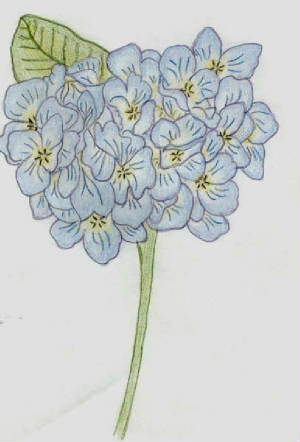 myblueflower.jpg