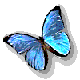 blue-butterfly.gif