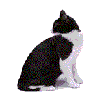 pretty-cat.gif