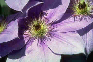 purpleflowers.jpg